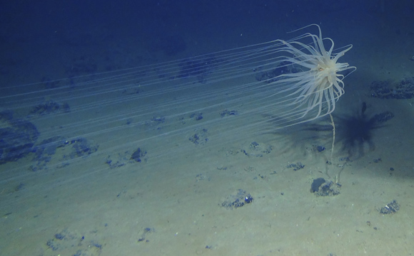 Quels sont les animaux des fonds marins ?