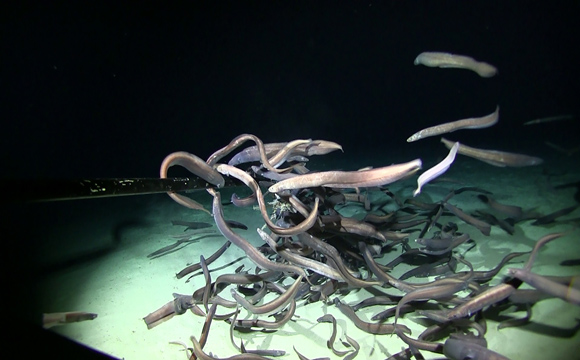 Comment s'adapter à la vie en fonds marins ?